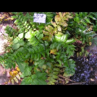 Cyrtomium Falcatum (L. f.) C. Presl (fam. Dryopteridacees)(Chine, Japon)(01)